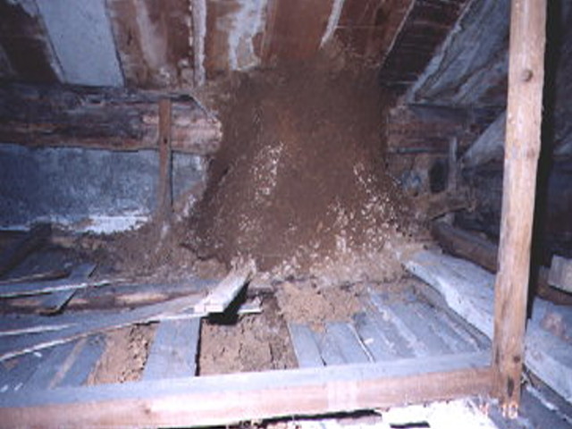 超大白蟻窩 (拆解後有1立方米以上體積)