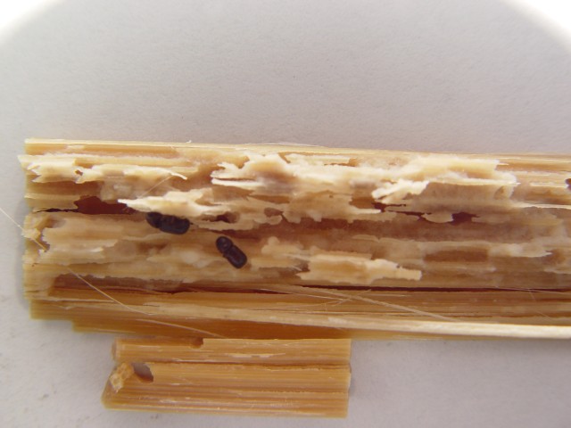 常見的竹製品蠹蟲-1-1.5mm蟲孔--內部蛀蝕情形