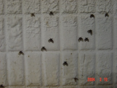 蝶蠅 (又名蛾蚋)-常停於牆面