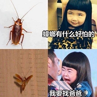 蟑螂有什麼好怕(001).jpg